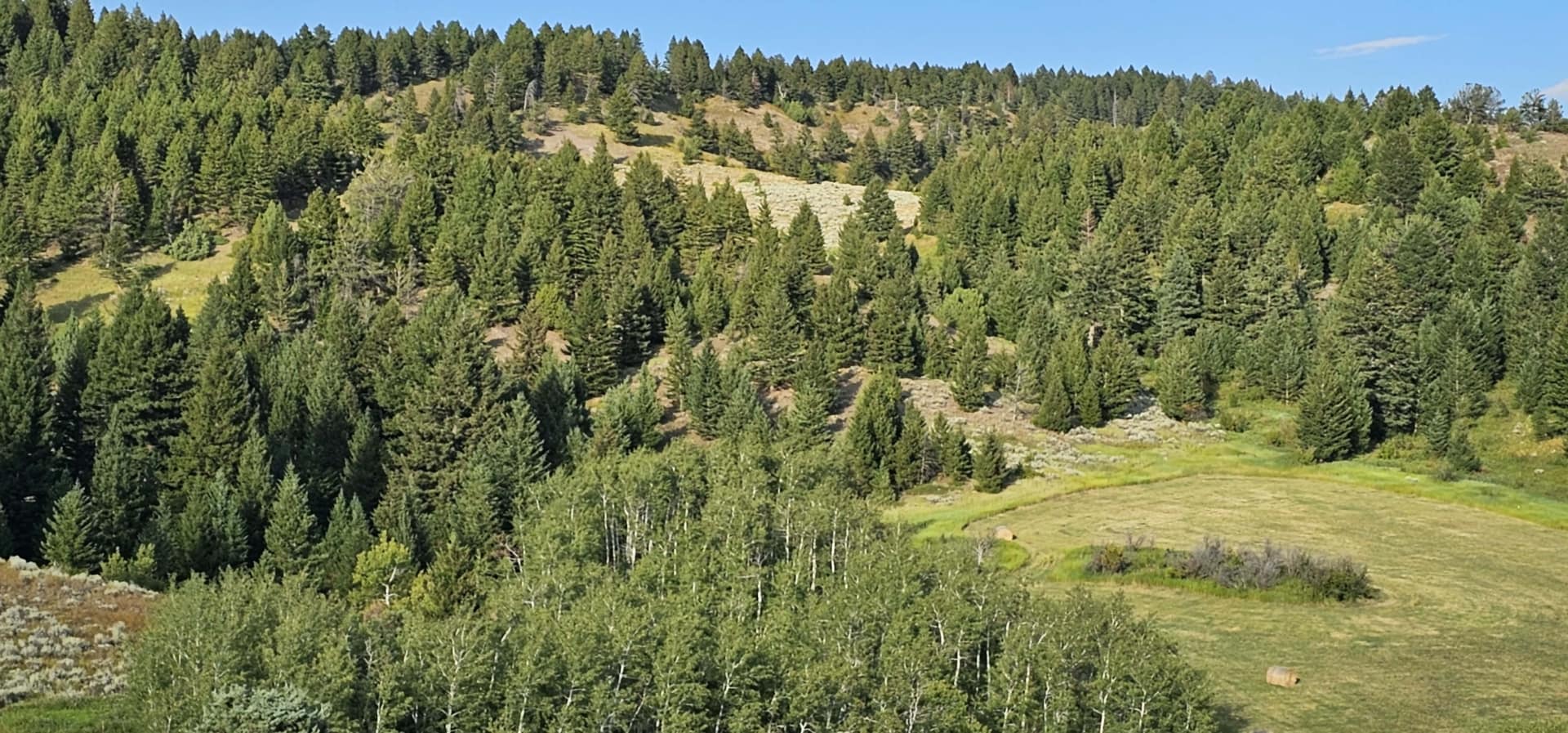 trees montana kelly canyon ranch