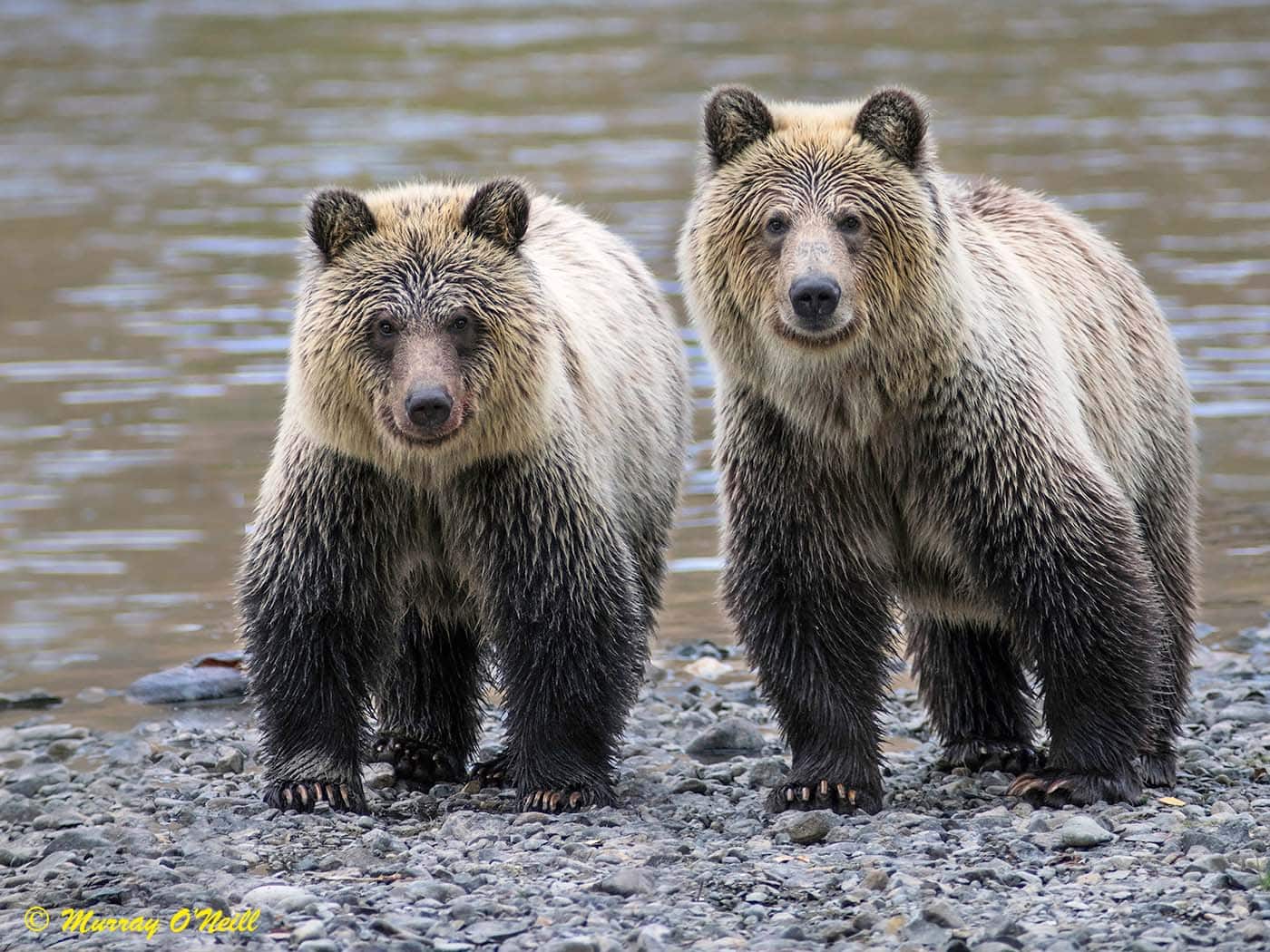 two thirds of triplets bc canada eye of the grizzly luxury retreat-Photo by Murray O'Neill