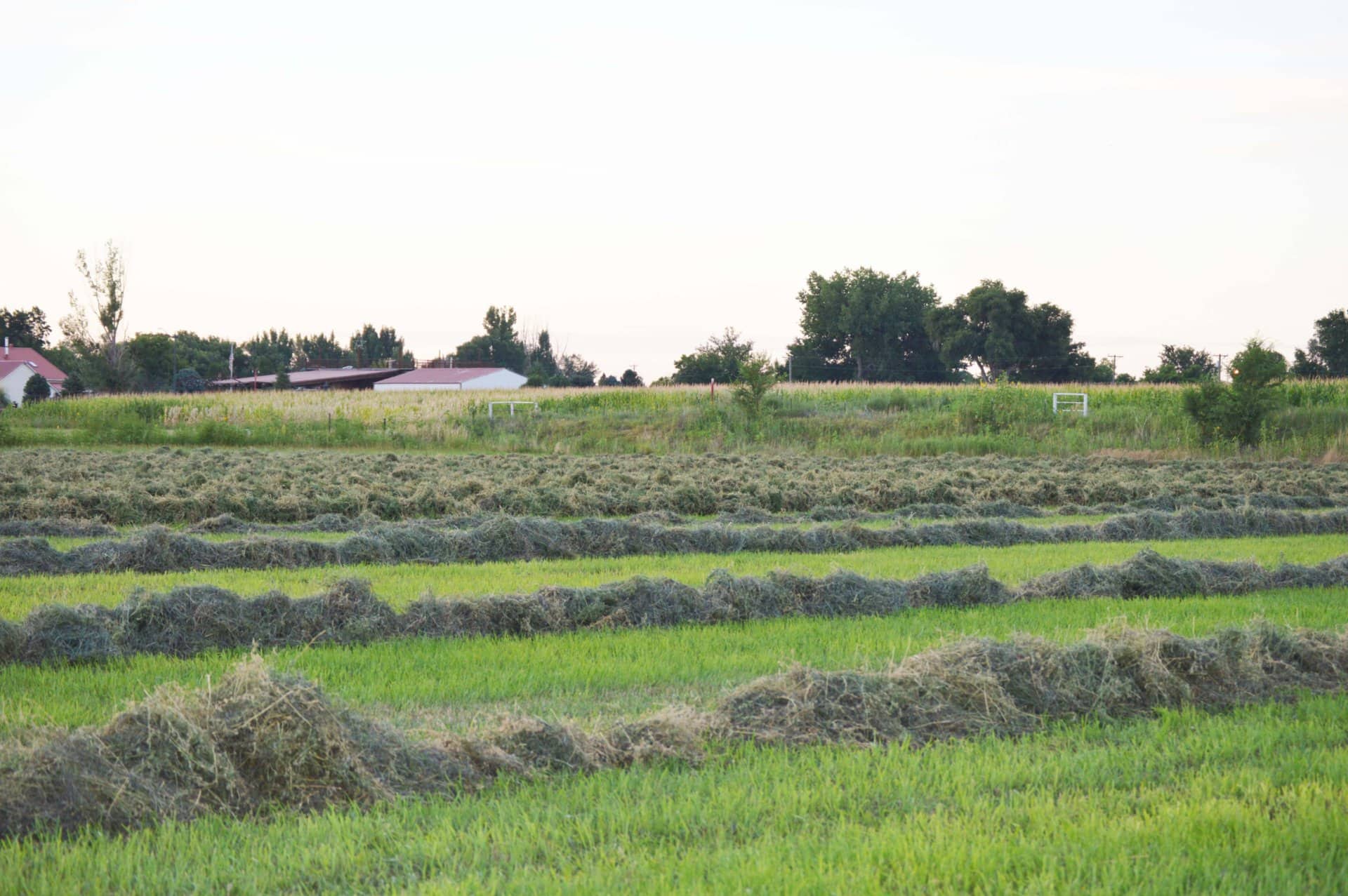 Alfalfa Windrows Colorado Williams Farm & Seed Company