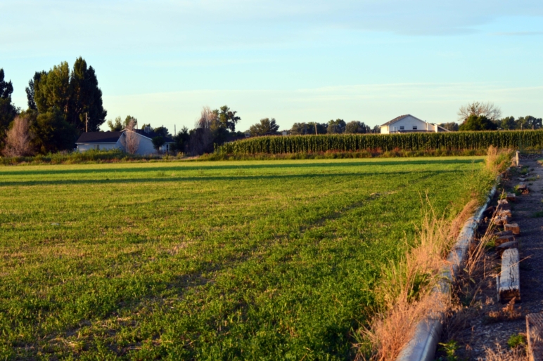 Williams Farm & Seed Company | Pueblo Colorado | Fay Ranches