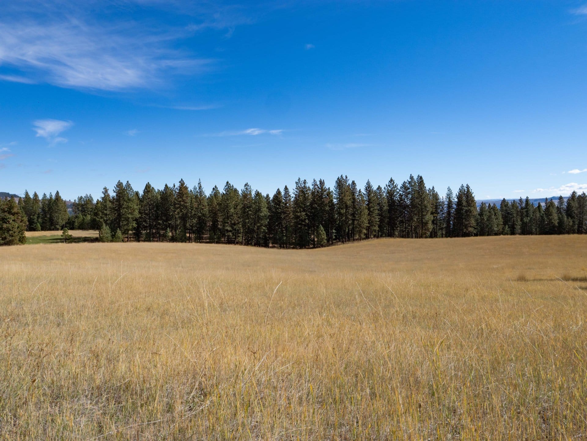 Lush pastures dry land Washington Hansen Ridge Ranch