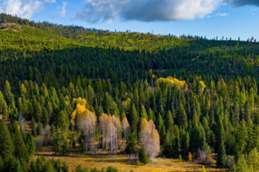 Washington timber land for sale Storm King Ranch