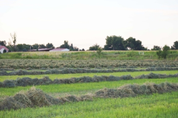 agricultural production land for sale Colorado Williams Farm & Seed Company