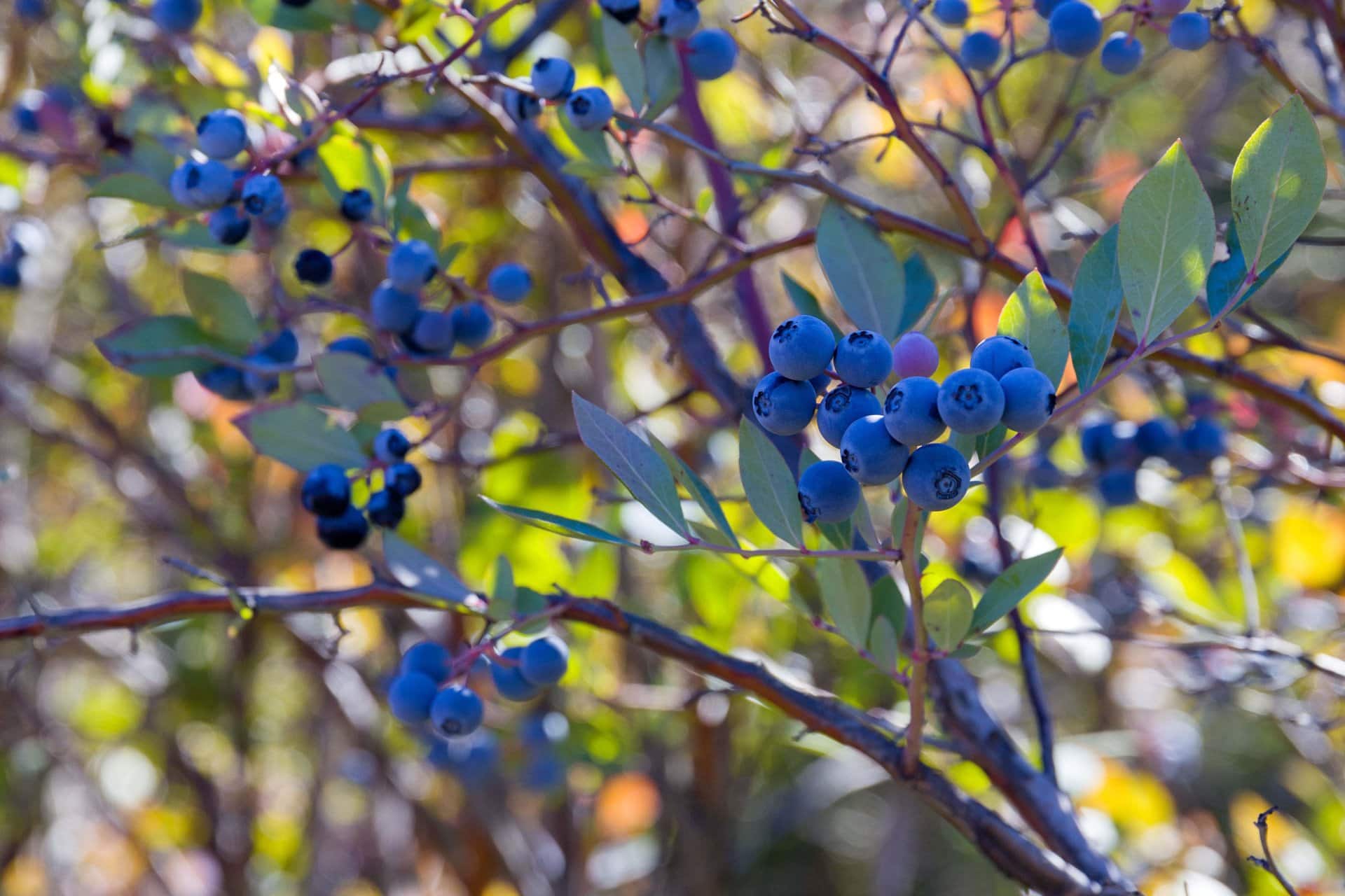 blueberries oregon dream big vista vineyard