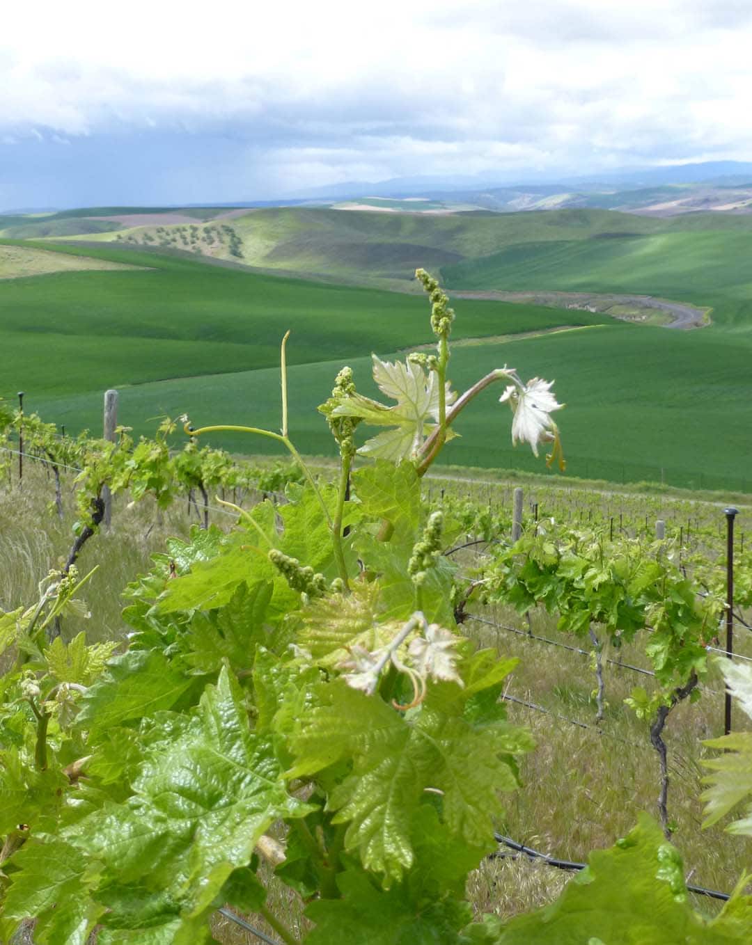 breathtaking scenery oregon dream big vista vineyard