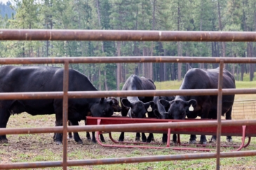 cattle ranch for sale montana checkpoint ranch