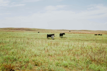 cattle ranches for sale nebraska the dillon ranch