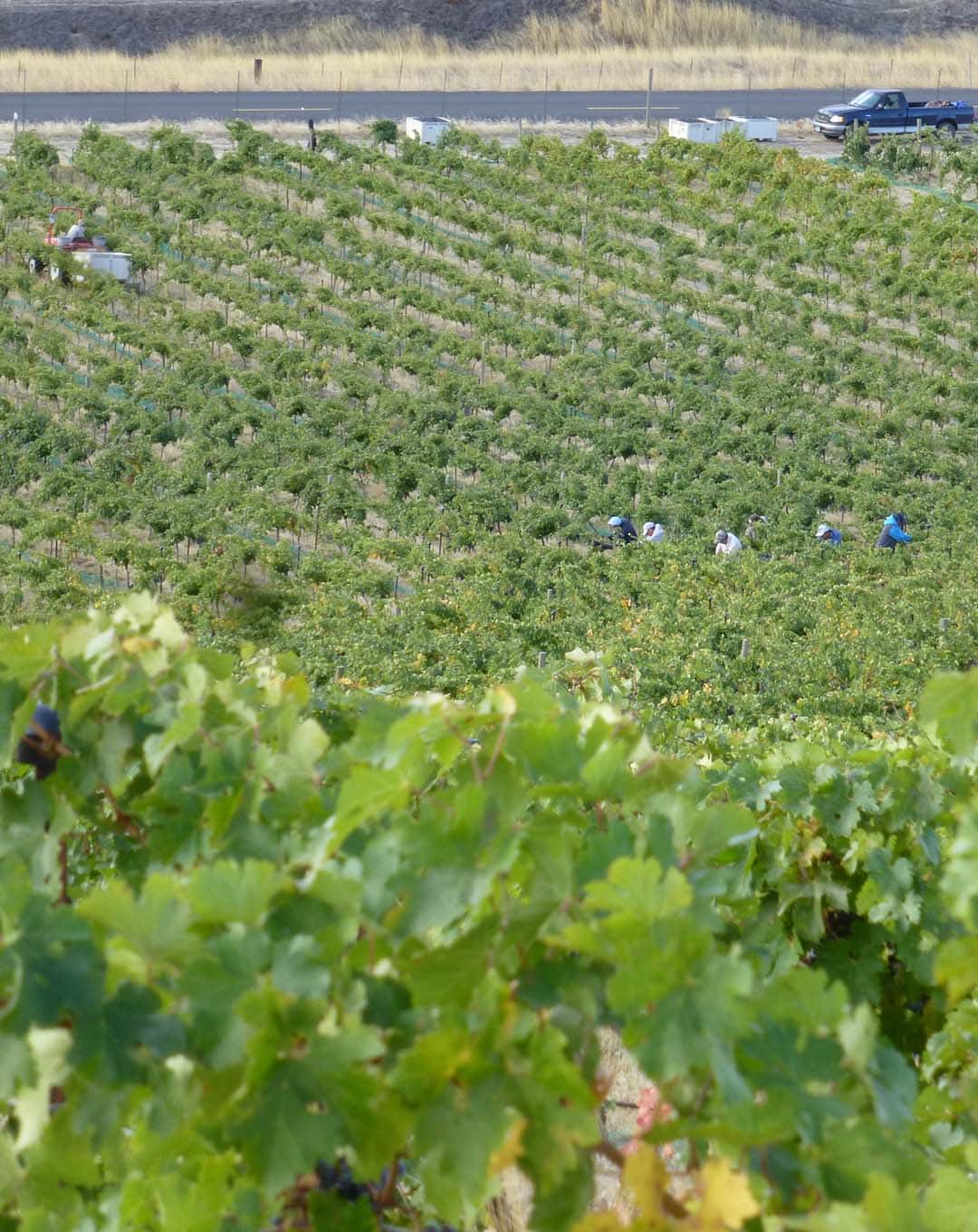crop oregon dream big vista vineyard