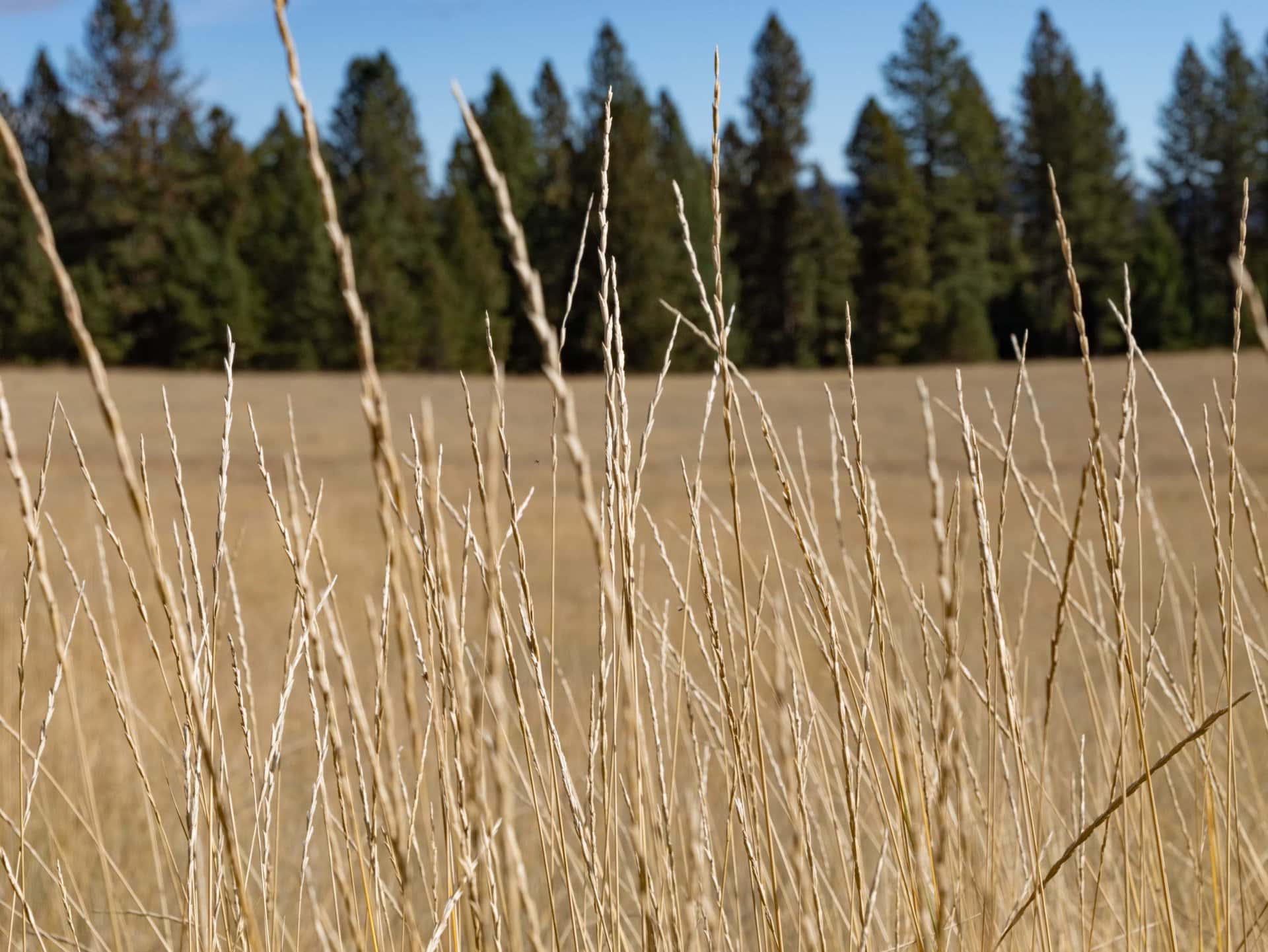 dry land grass grazing Washington Hansen Ridge Ranch