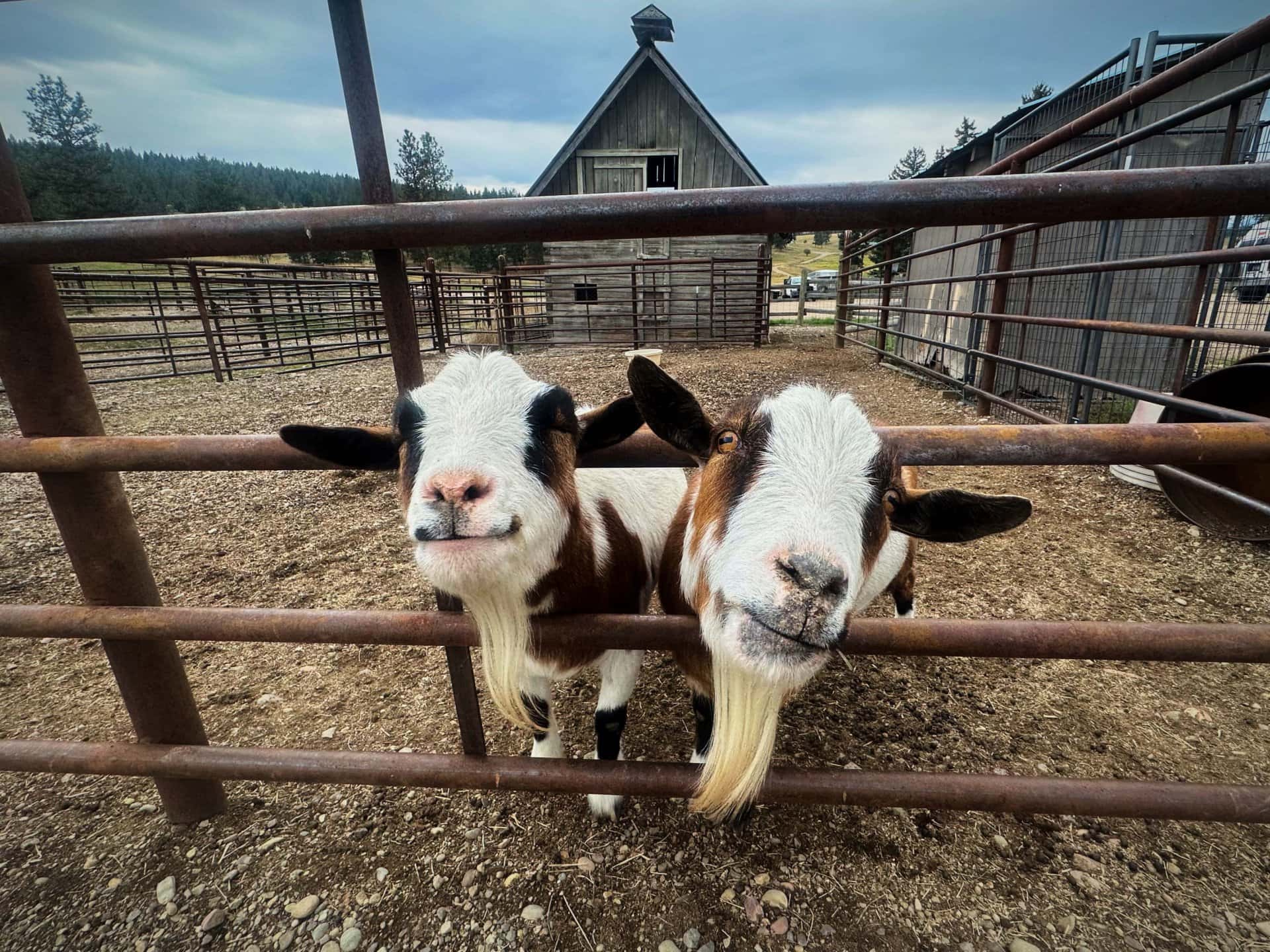 goats montana checkpoint ranch