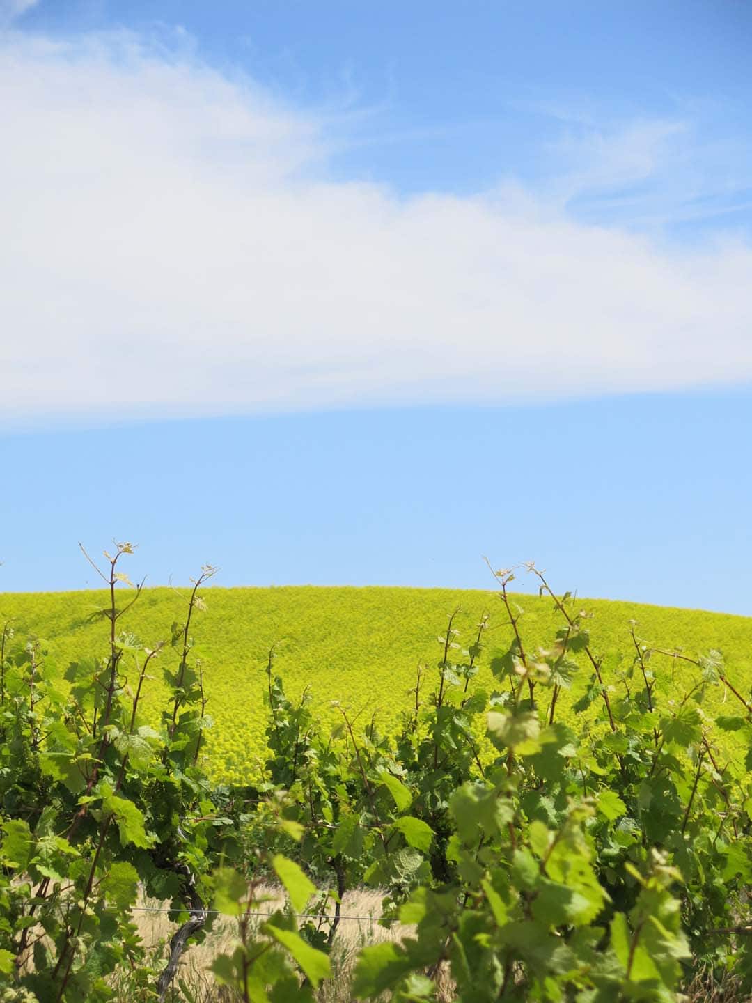 green hills oregon dream big vista vineyard