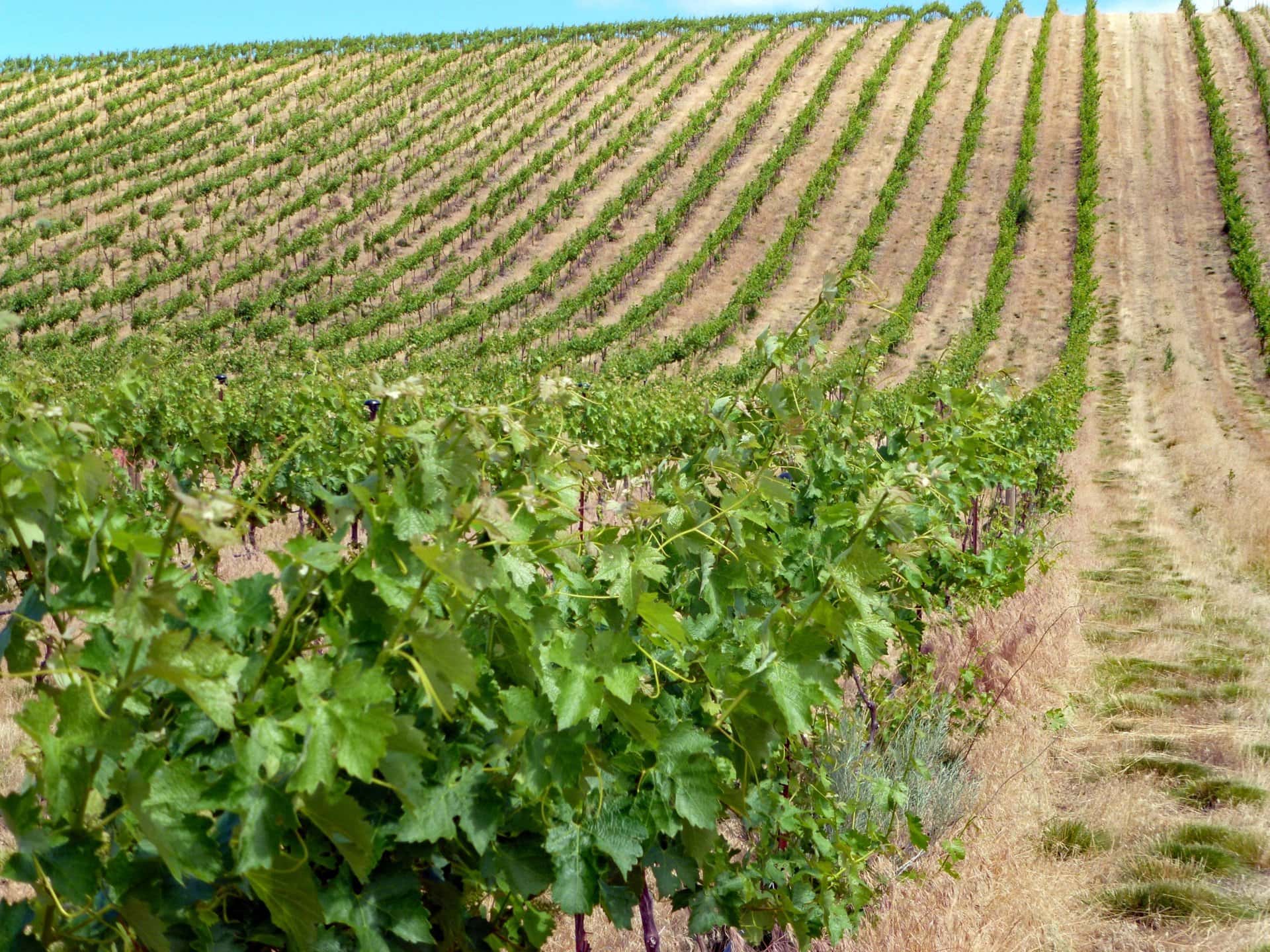 large vineyard property oregon dream big vista vineyard
