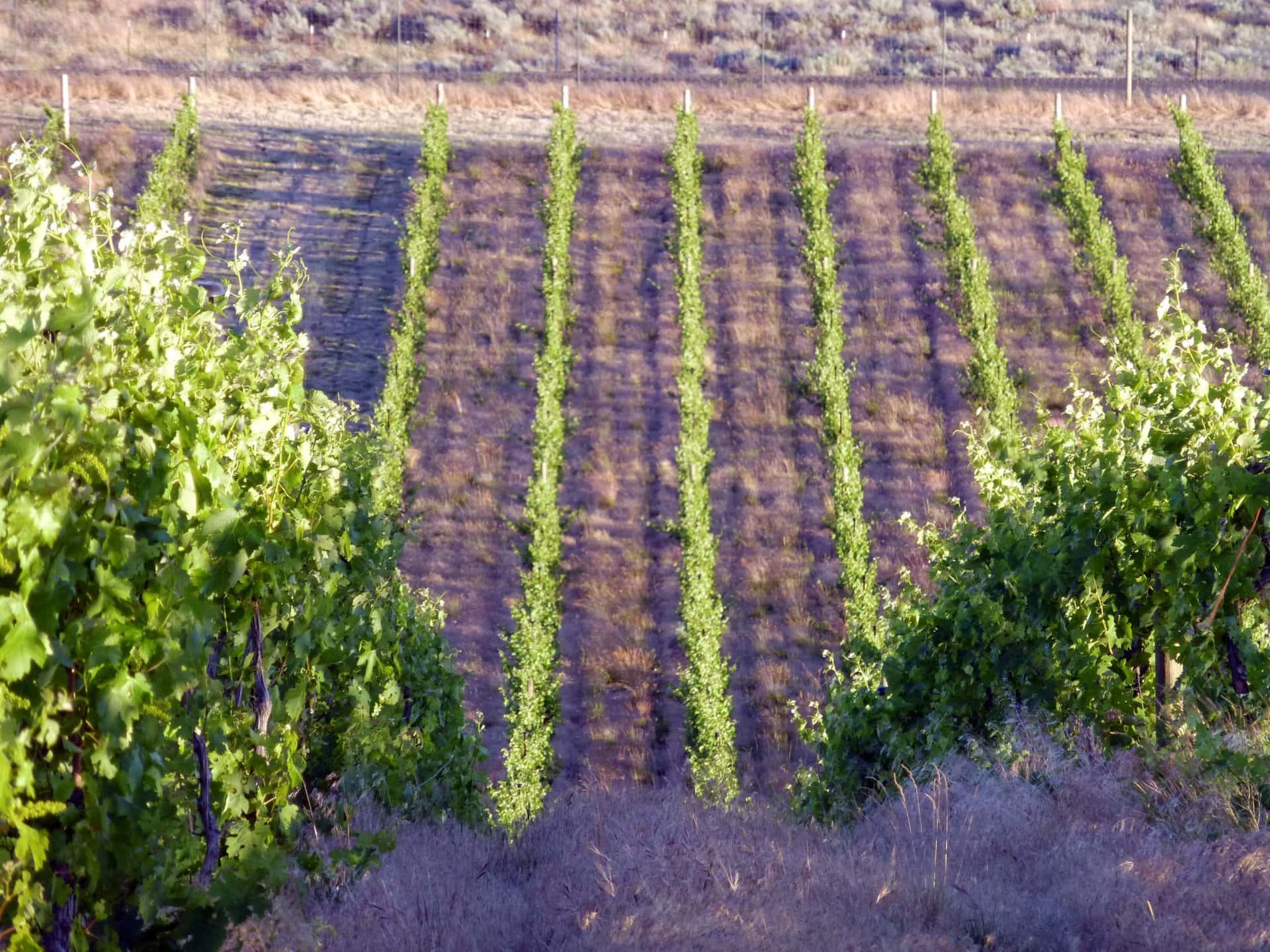 rows of grapes oregon dream big vista vineyard