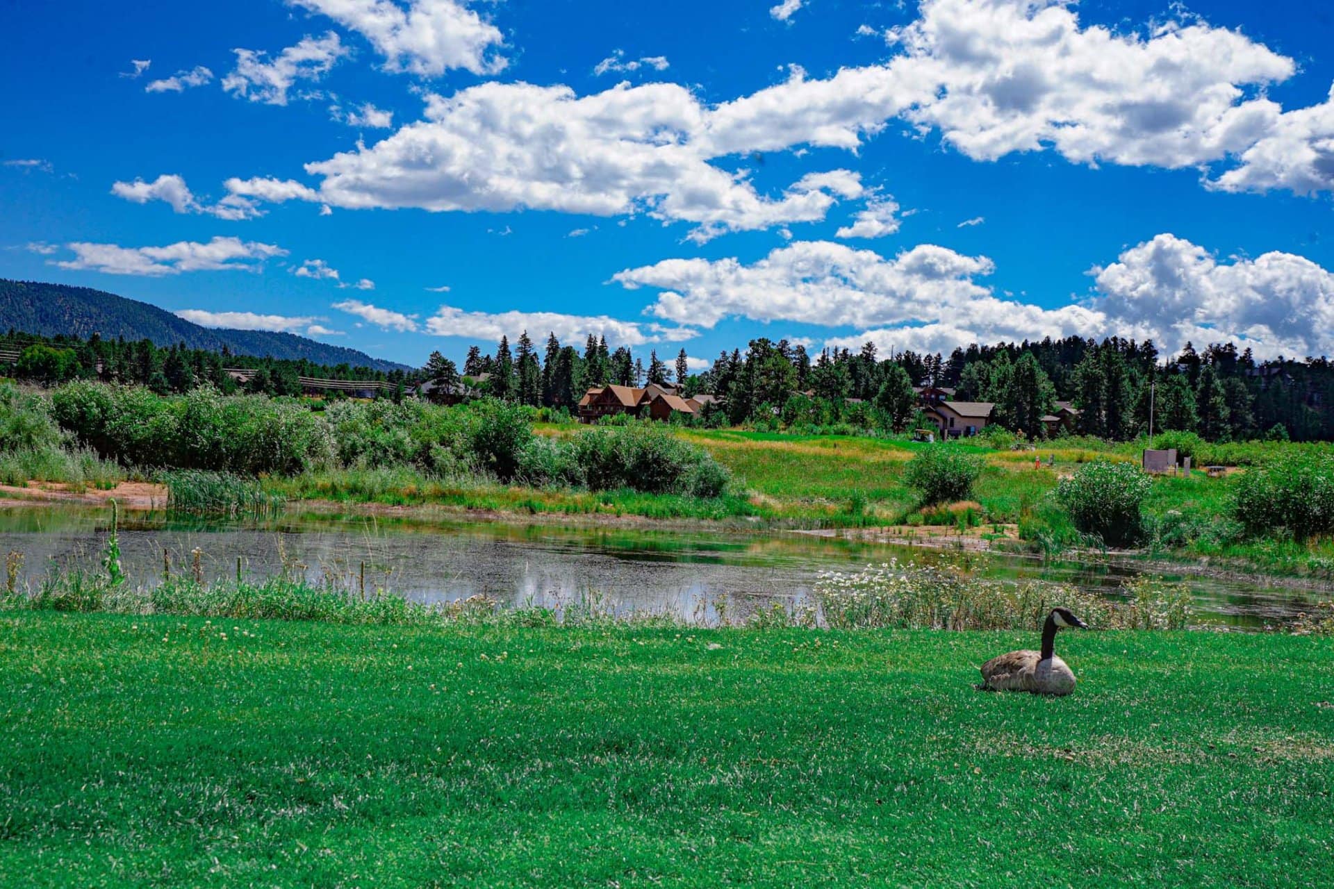 sitting goose colorado shining mountain golf course