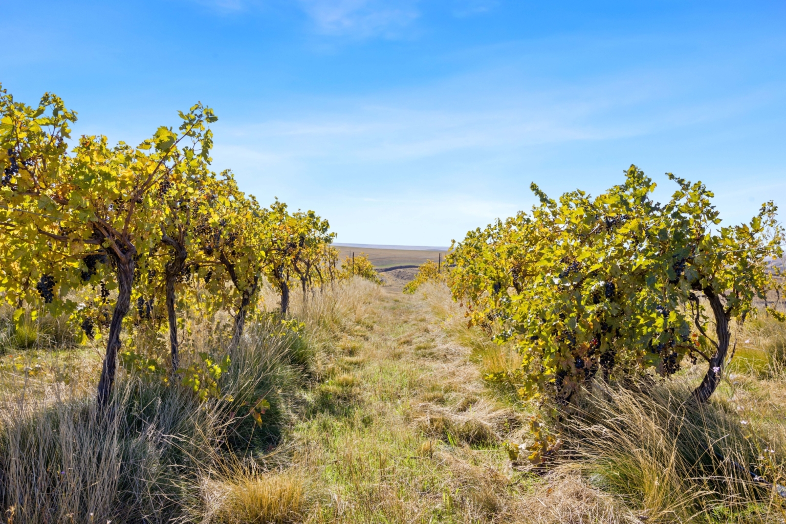 Dream Big Vista Vineyard The Dalles Oregon Fay Ranches
