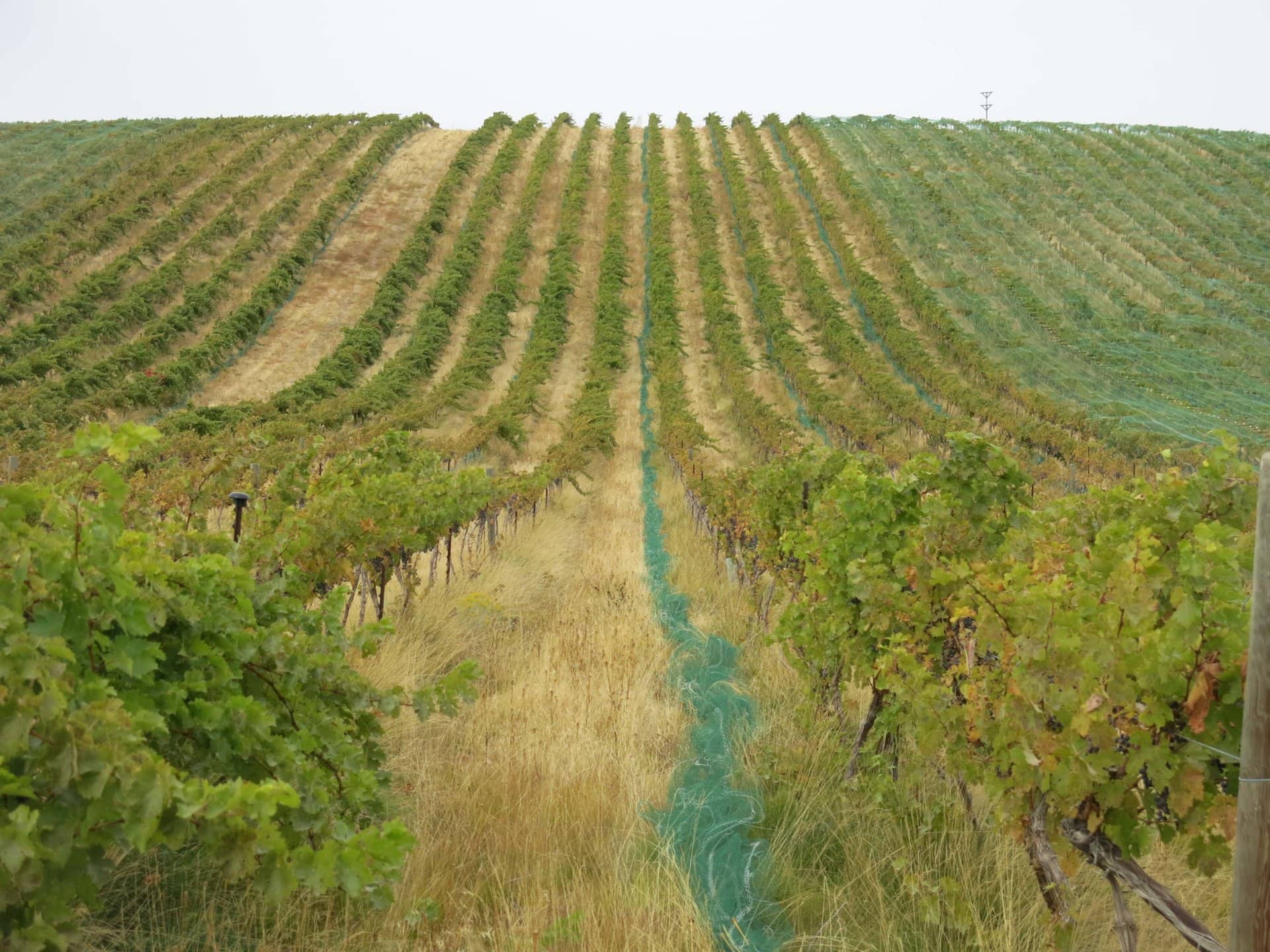 vineyard rows oregon dream big vista vineyard