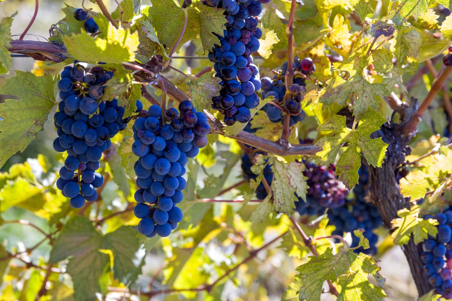 wine grapes oregon dream big vista vineyard