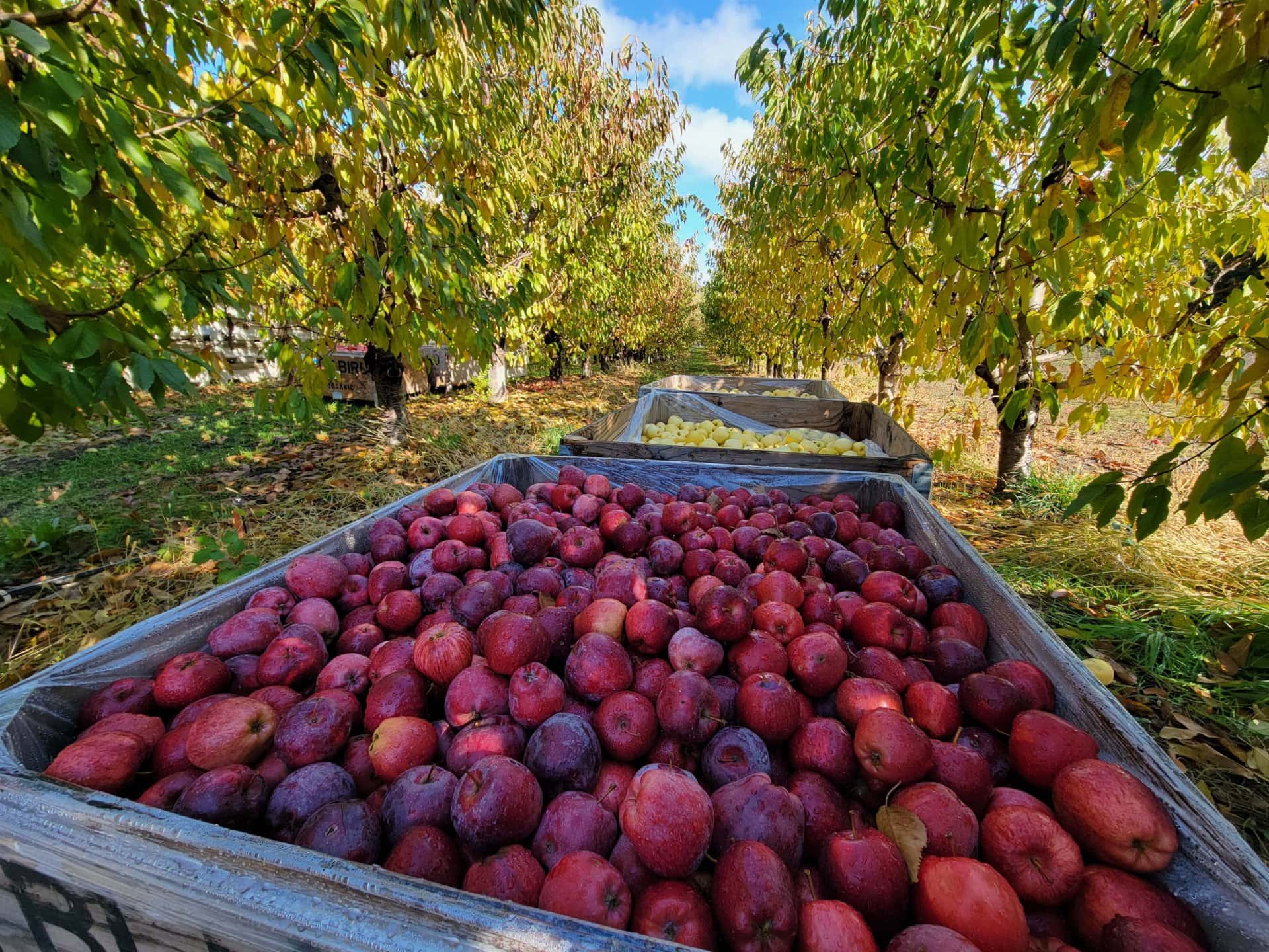 Apple Bins Washington Allview Orchards