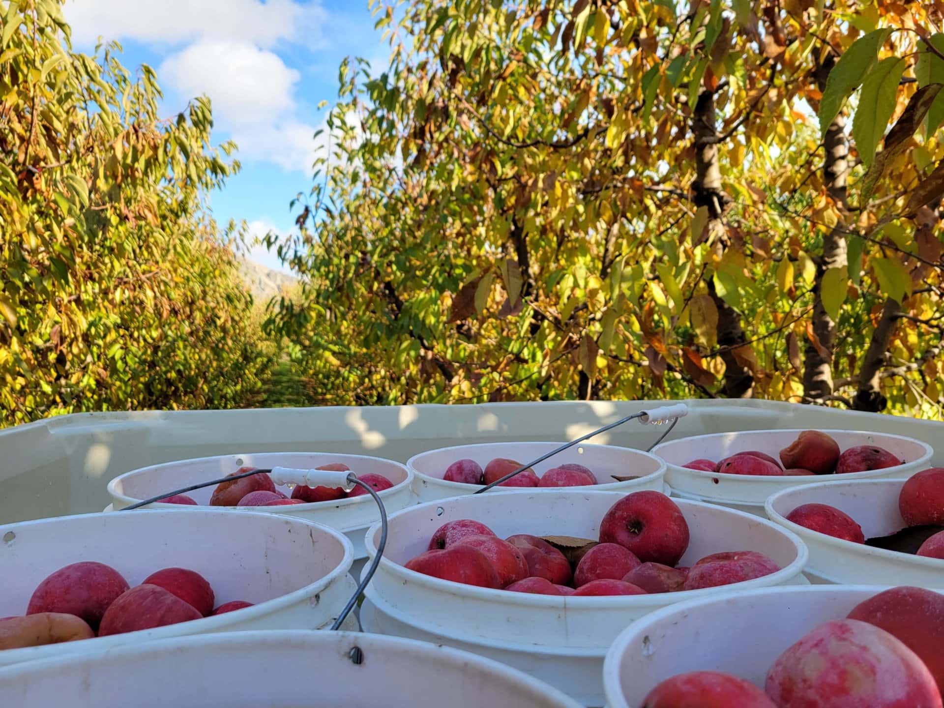 Apple Buckets Washington Allview Orchards
