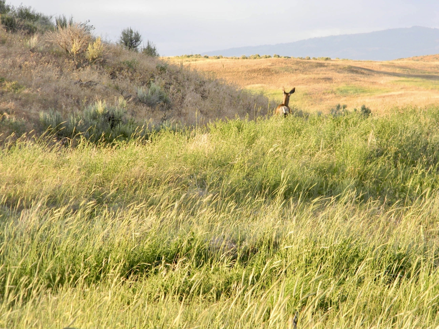 Granger Butte Ranch Indian Valley Idaho Fay Ranches