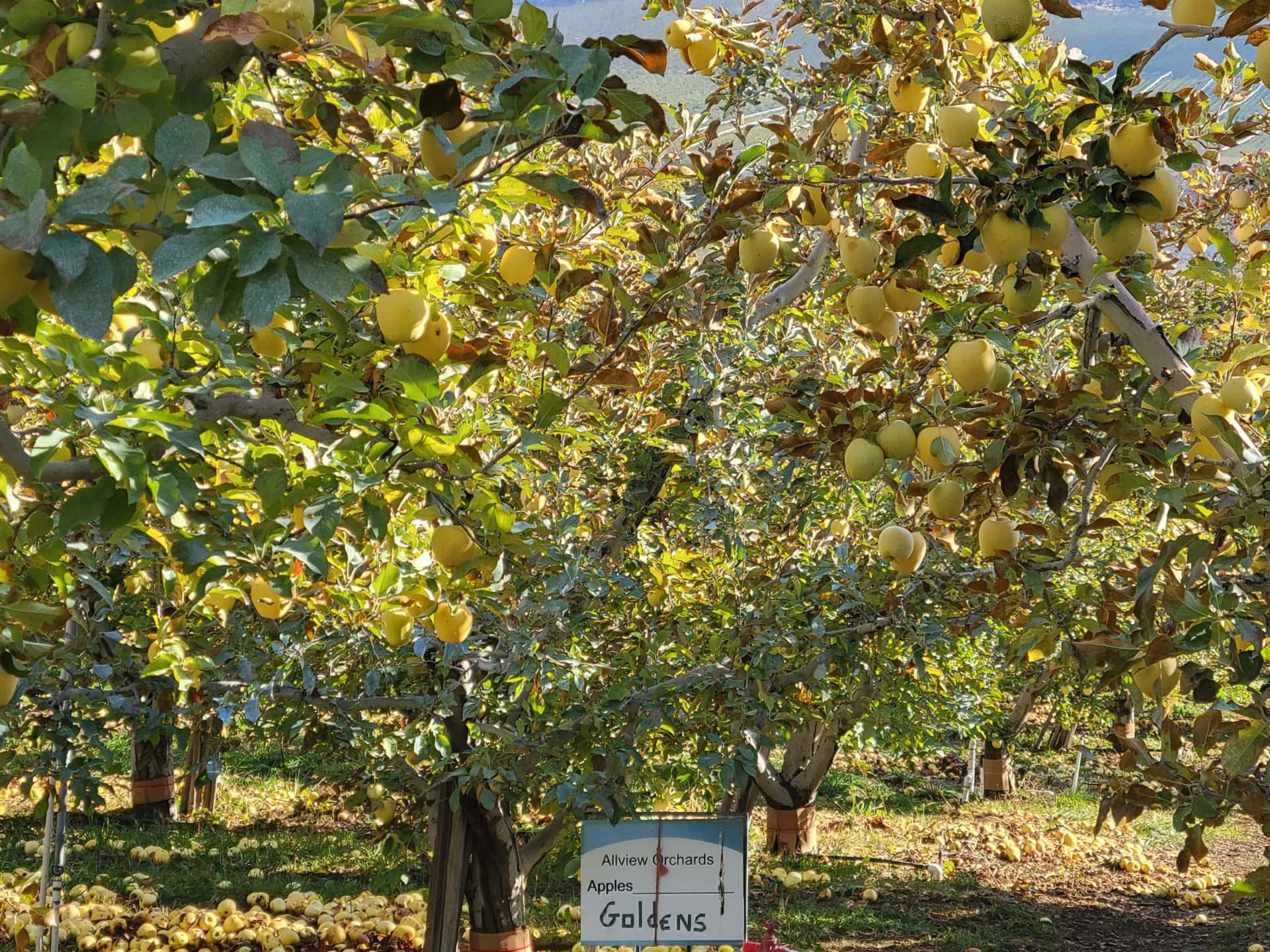 Golden Delicious Washington Allview Orchards