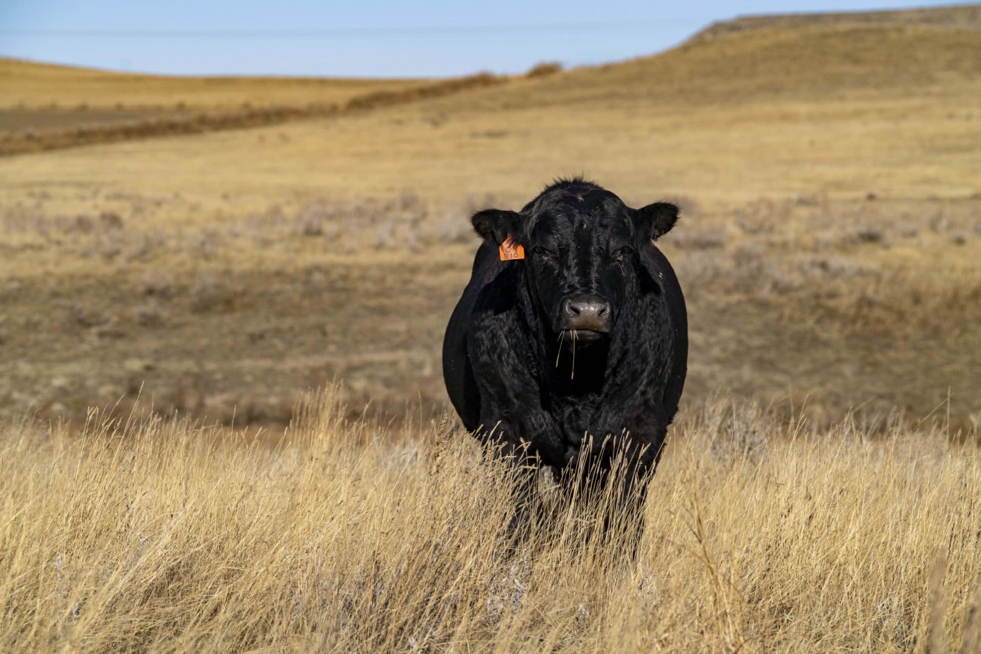 big bull montana struck creek ranch