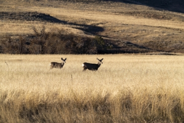 big game hunting land for sale montana struck creek ranch