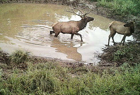 bull in pond new mexico sevilleta hills elk ranch