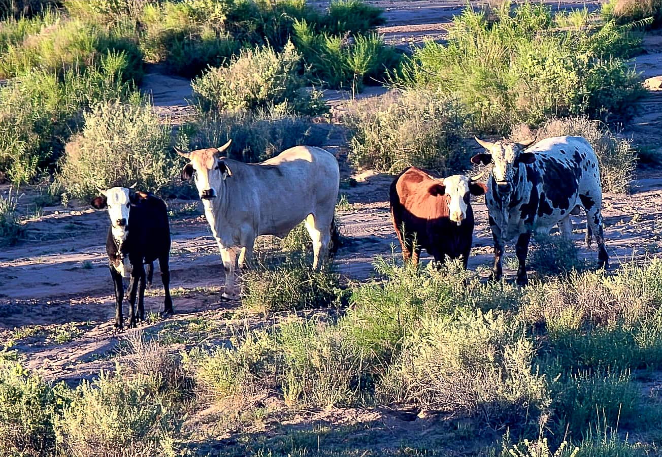 cattle new mexico sevilleta hills elk ranch