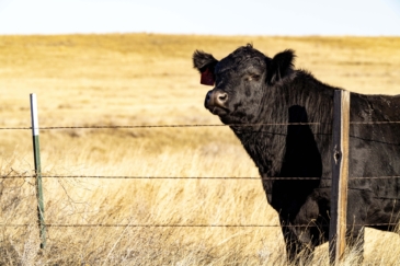 cattle ranch for sale montana struck creek ranch