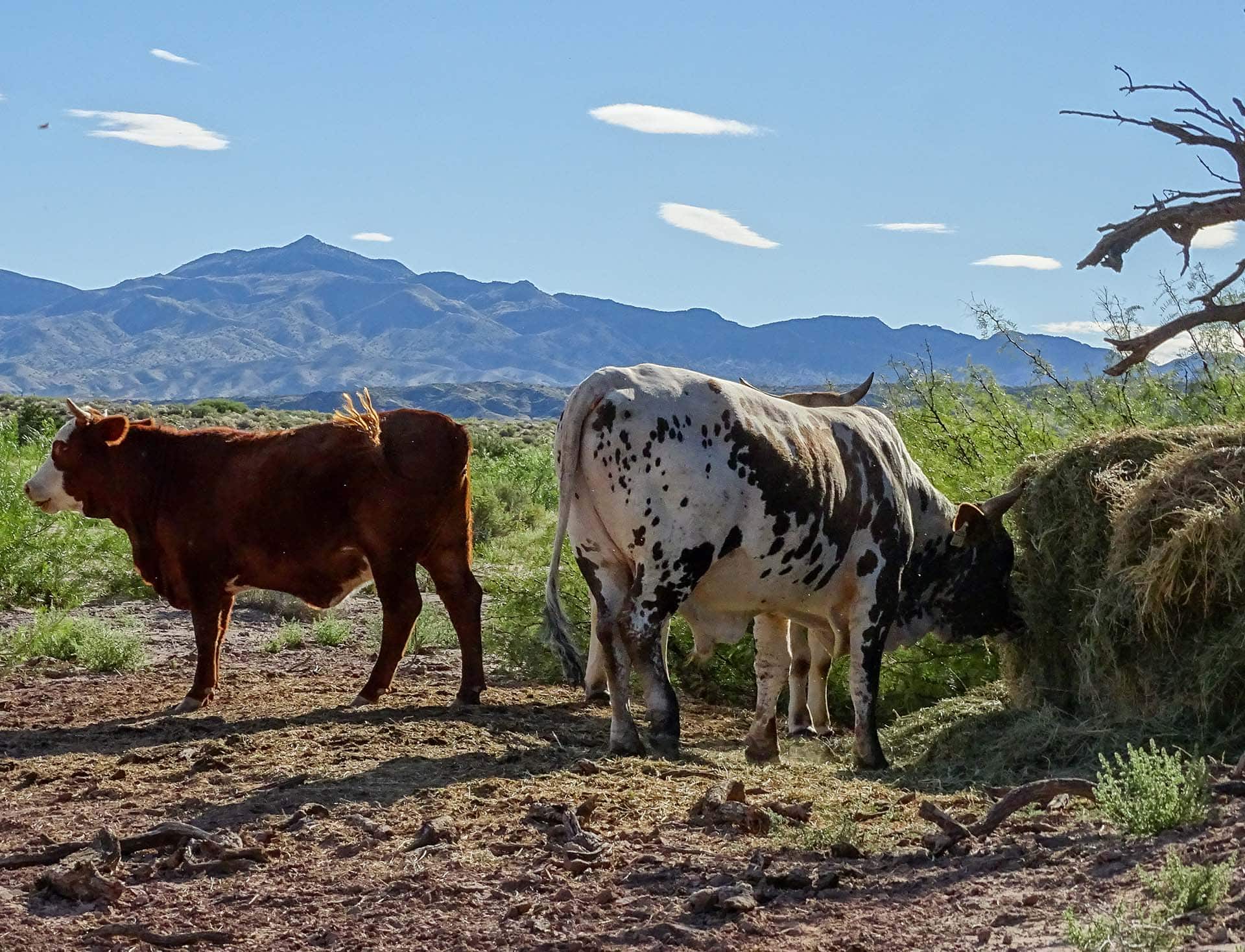 cattle w hay new mexico sevilleta hills elk ranch