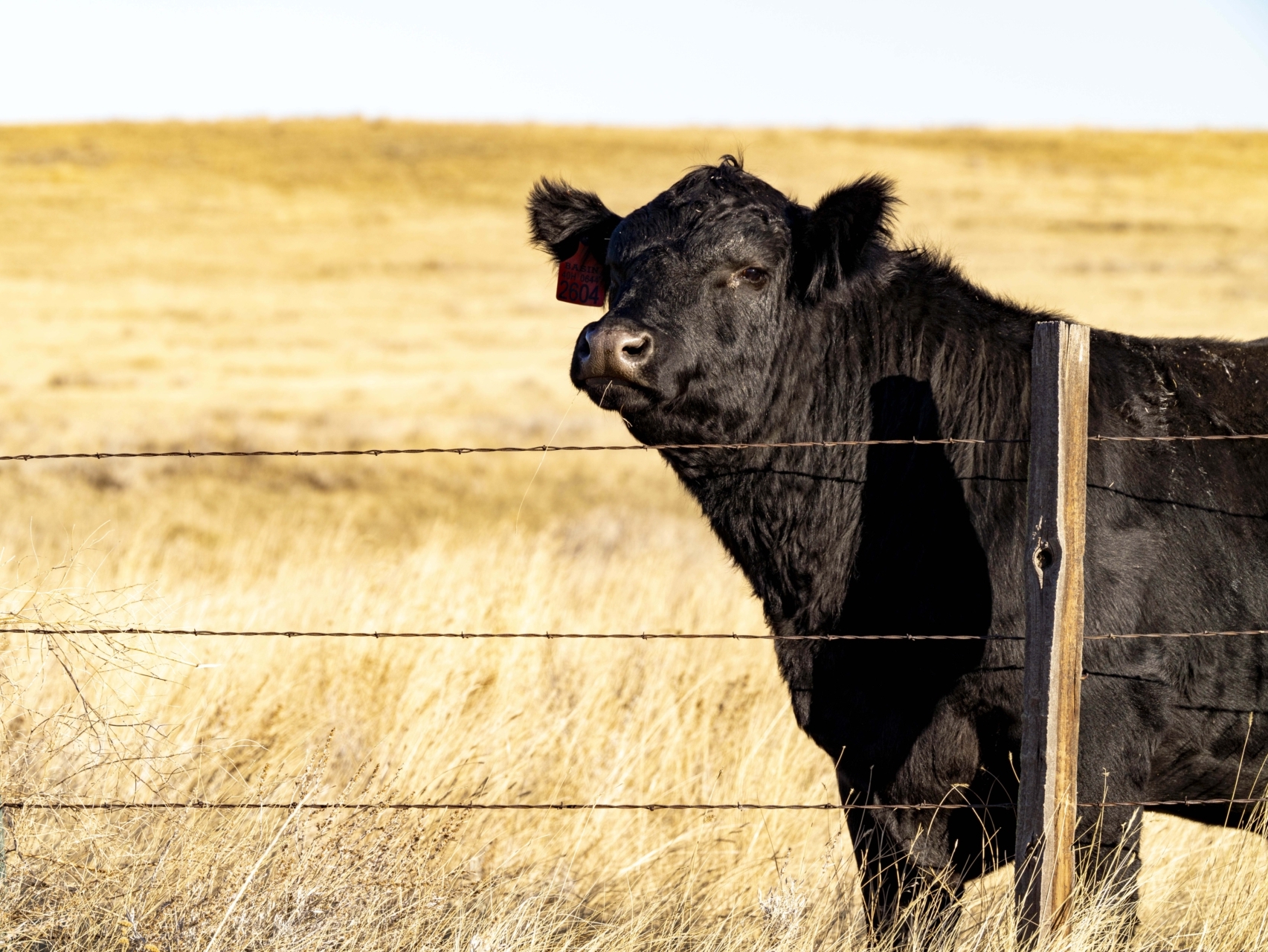 curious black bull montana struck creek ranch
