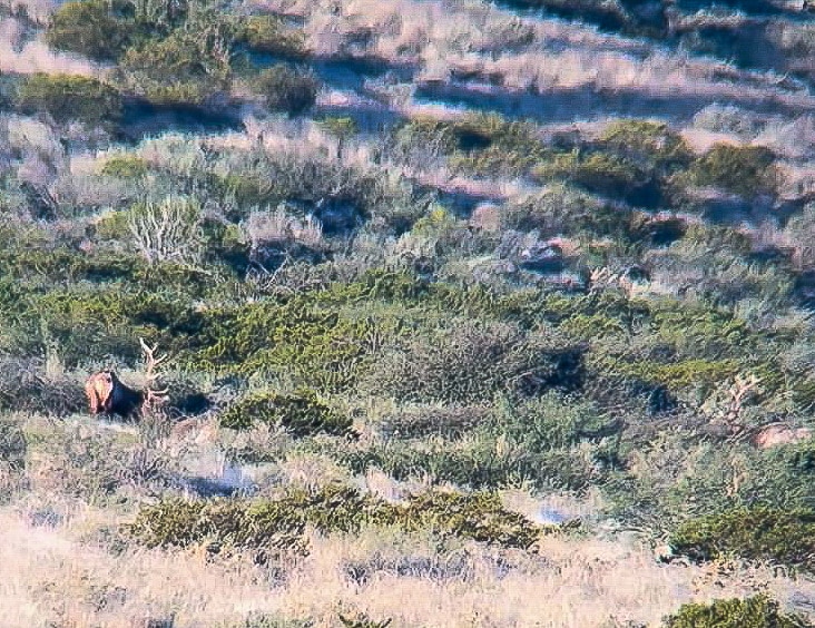 elk in brush new mexico sevilleta hills elk ranch