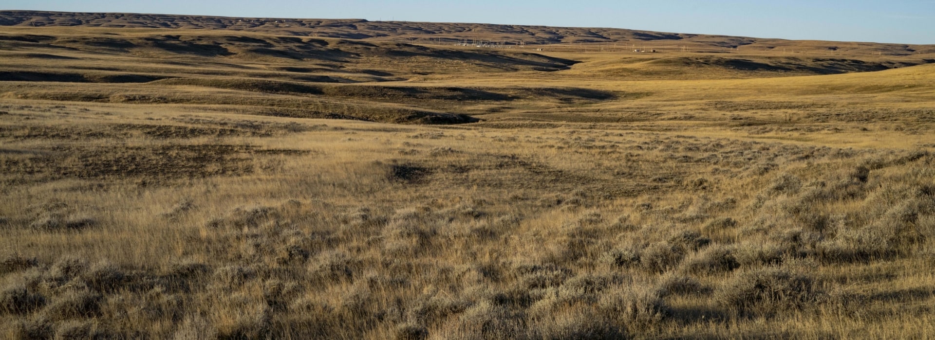 herd of antelope montana struck creek ranch