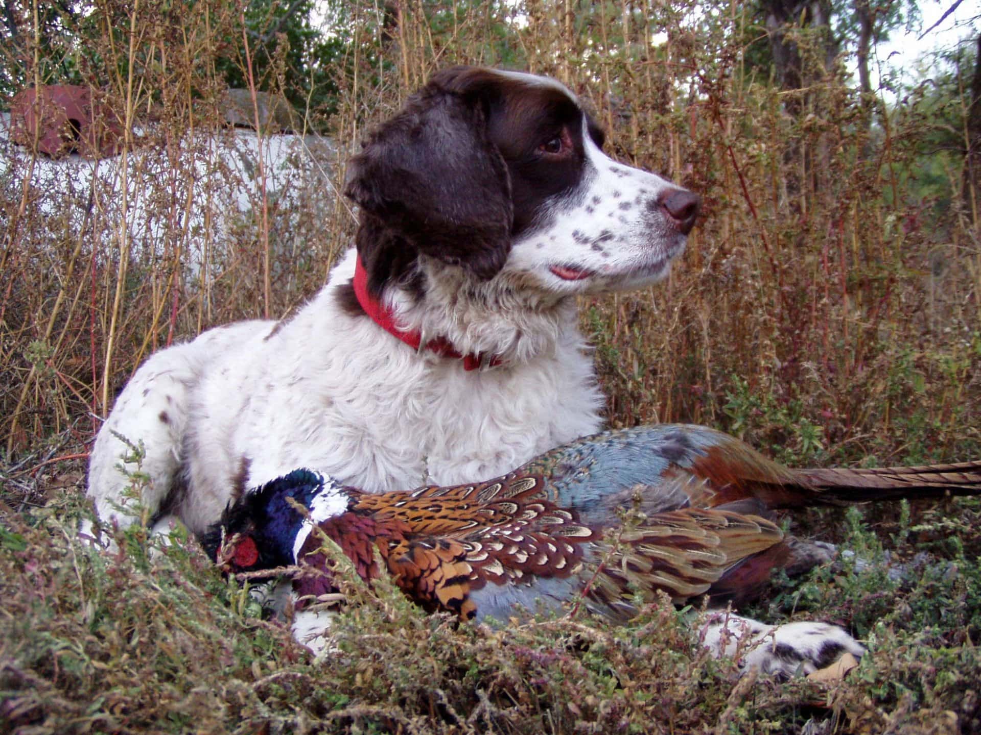 hunter south dakota the ultimate pheasant hunt