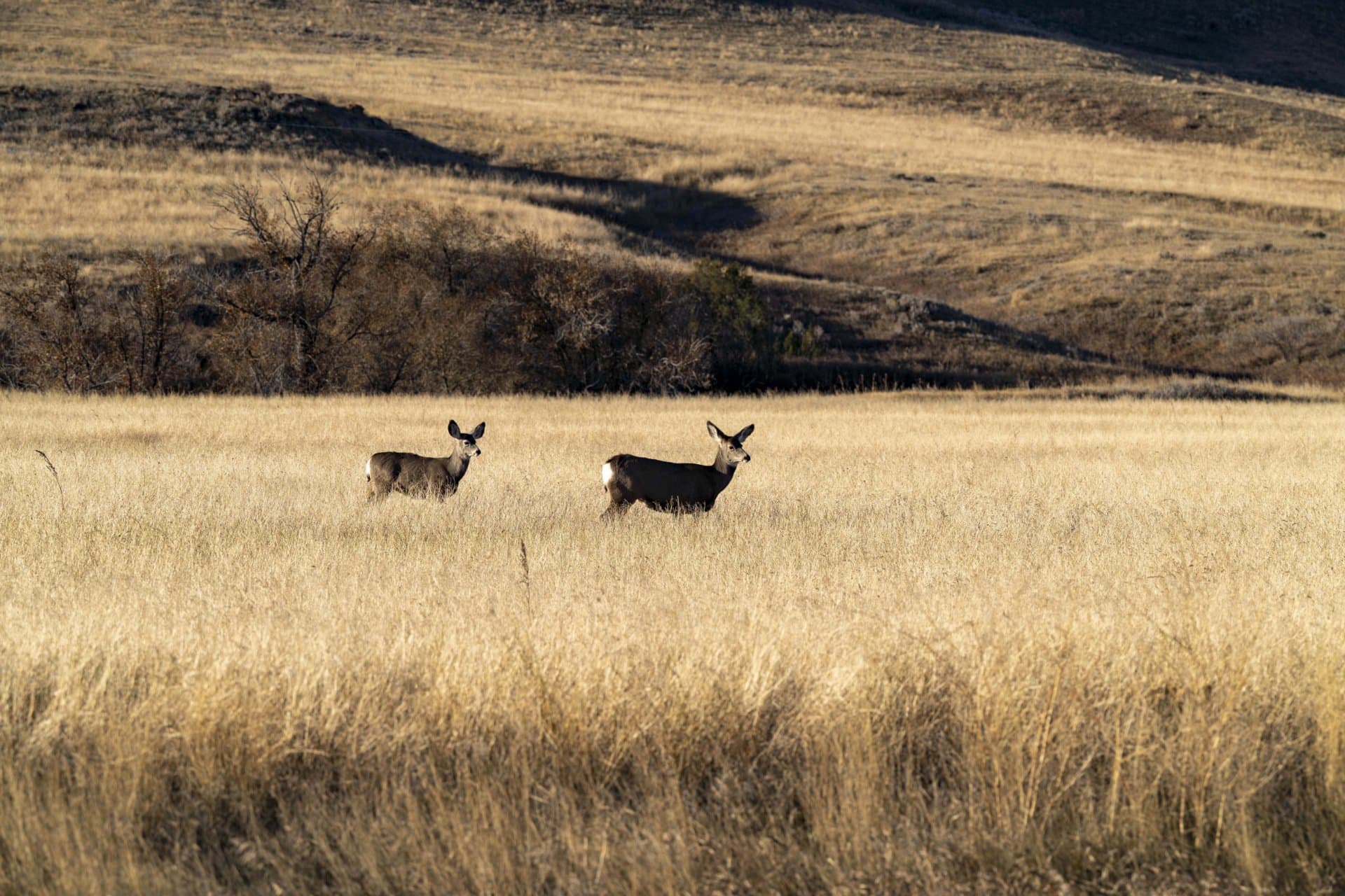 mule deer doe and fawn montana struck creek ranch