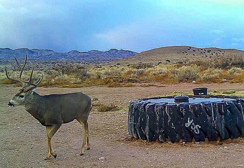 nice buck water tank new mexico sevilleta hills elk ranch