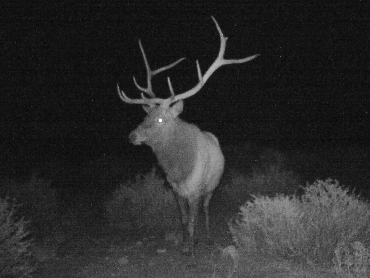 night bull facing camera new mexico sevilleta hills elk ranch