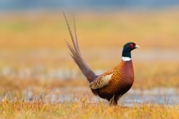 south dakota upland bird hunting property for sale the ultimate pheasant hunt