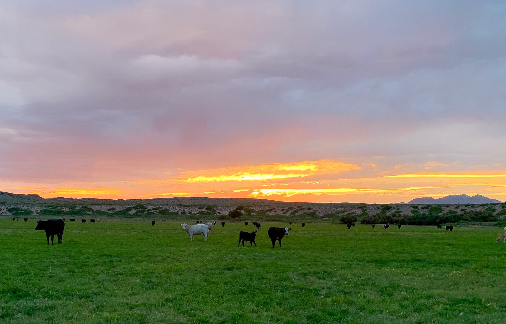 sunset cattle new mexico sevilleta hills elk ranch