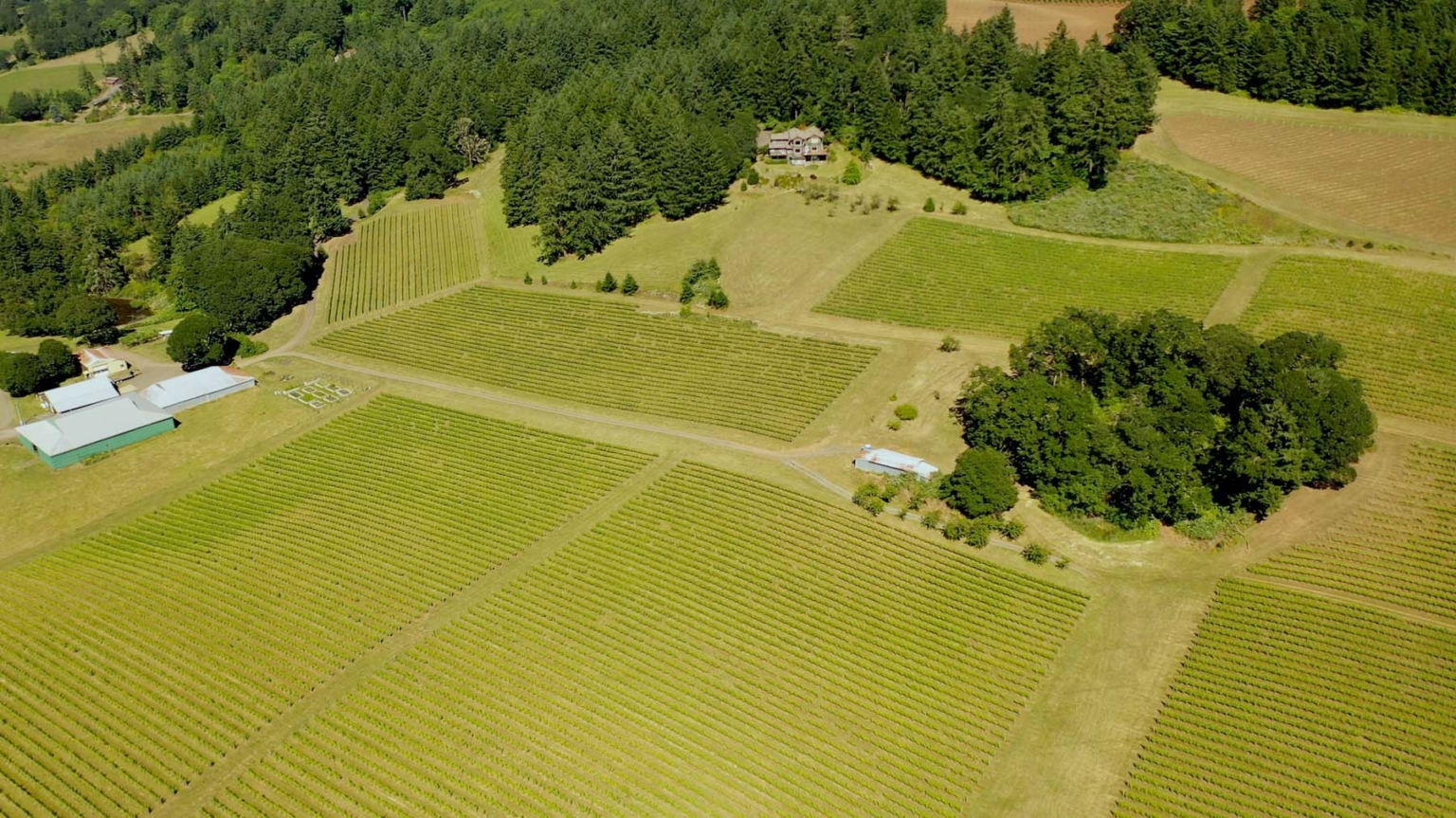 Jubilee Vineyard Amity Oregon Fay Ranches