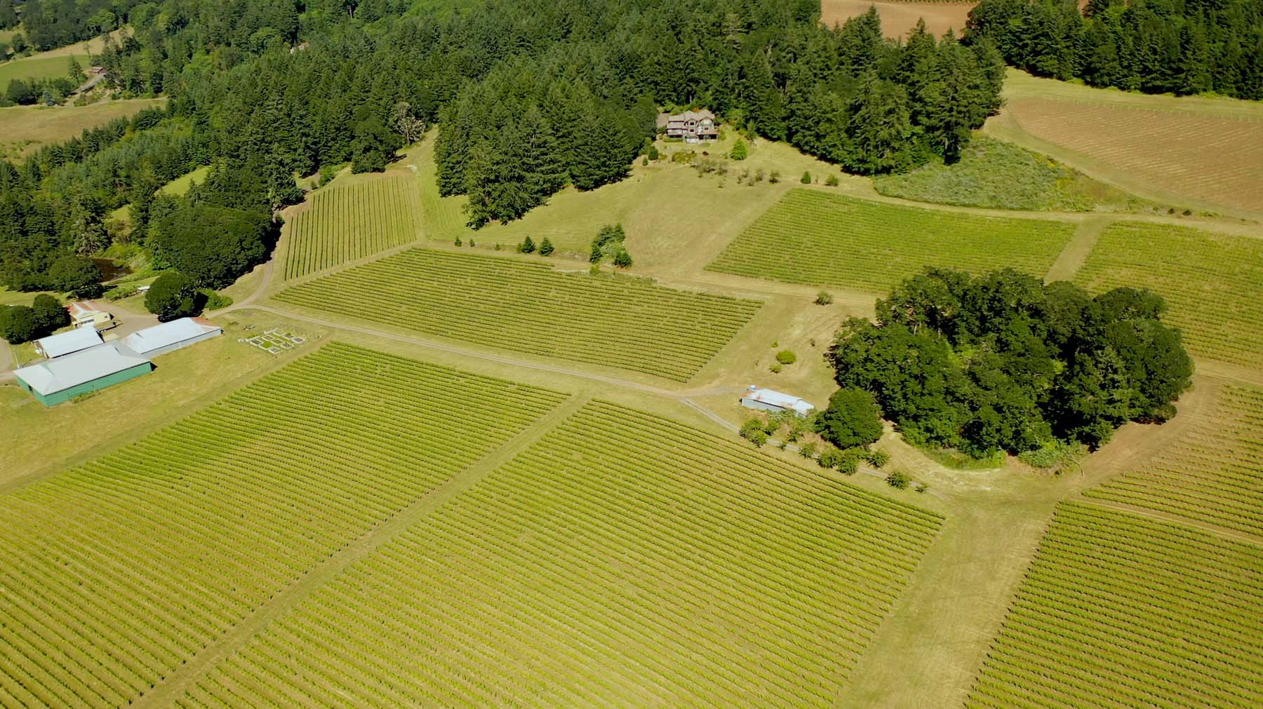aerial oregon jubilee vineyard