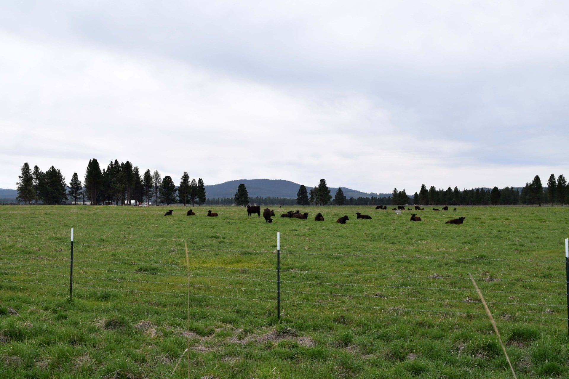 cattle oregon four j ranch