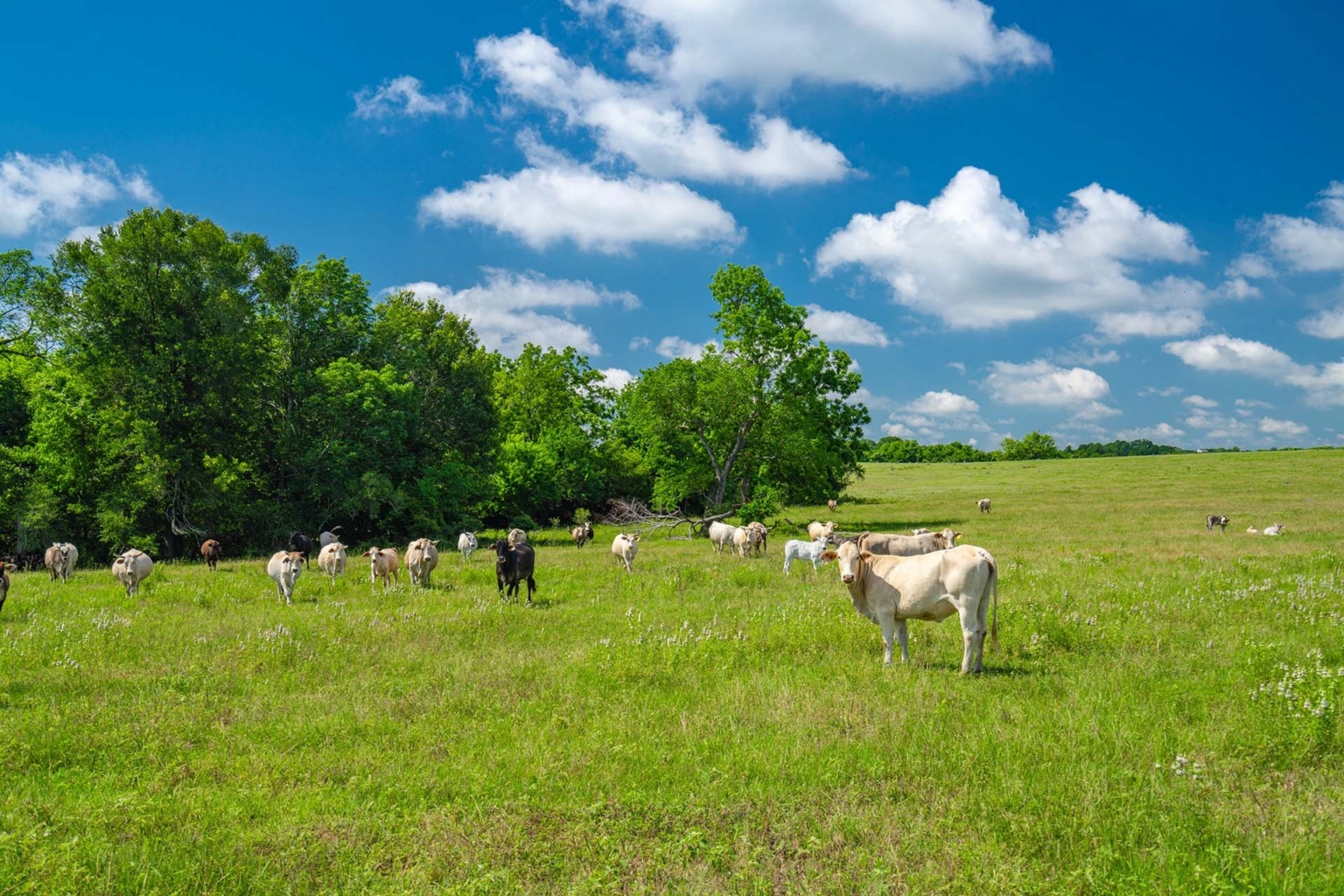 New Year Creek Ranch | Chappell Hills Texas | Fay Ranches