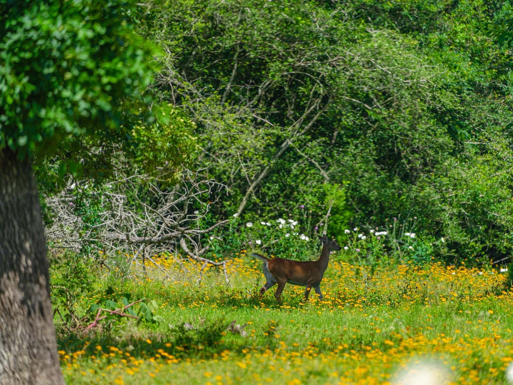 deer and flowers texas new year creek ranch