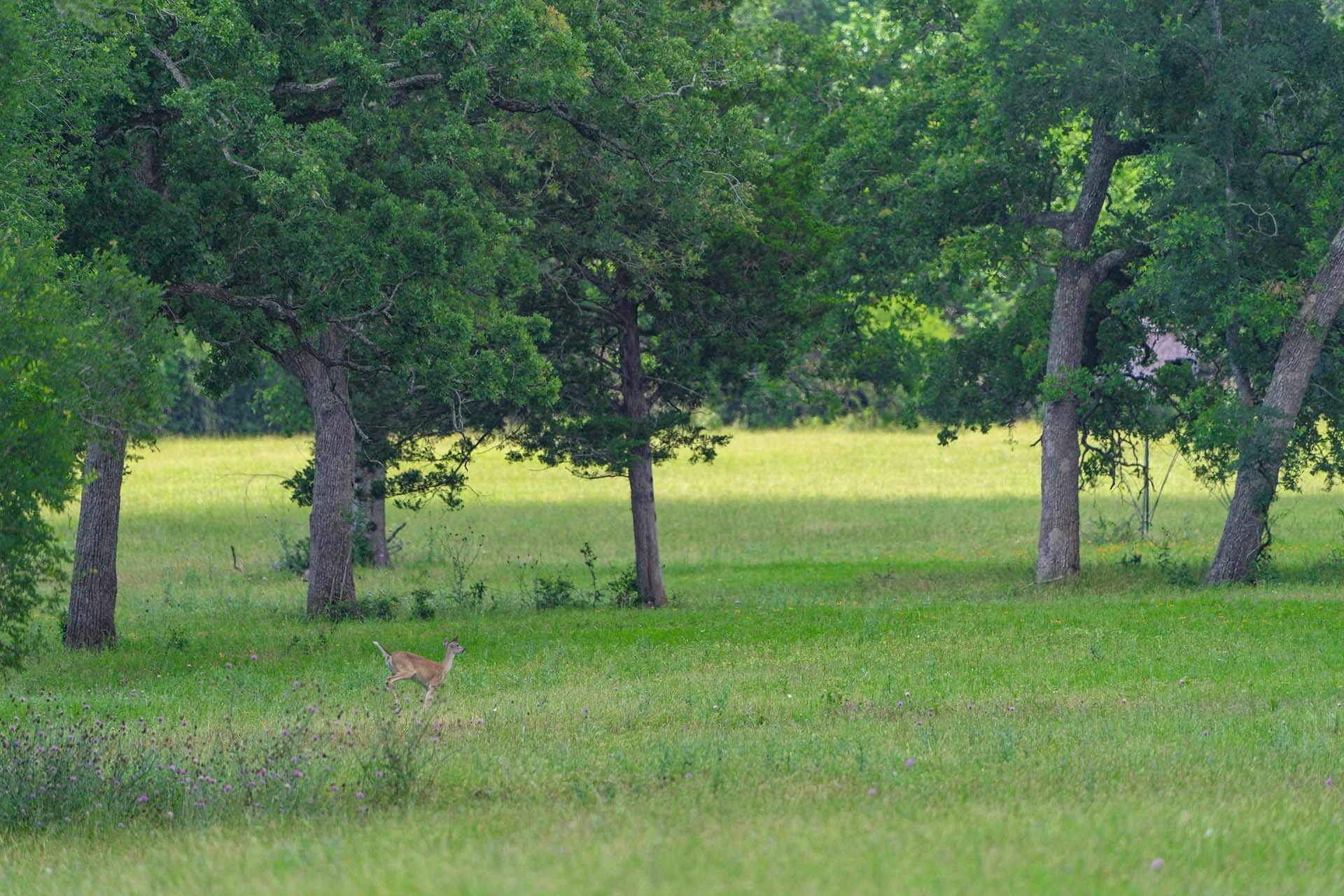 deer running texas new year creek ranch