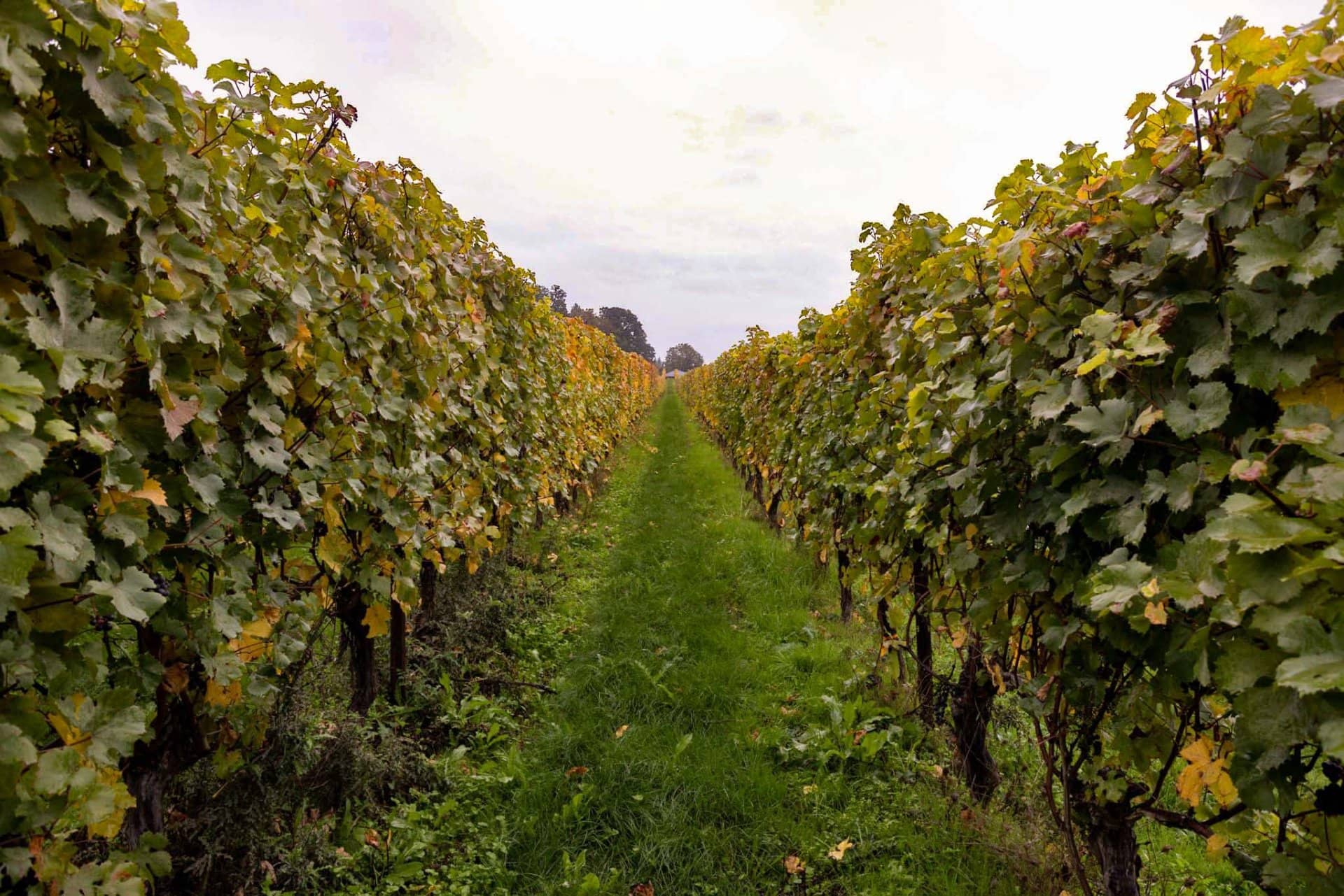 gound vines row oregon jubilee vineyard
