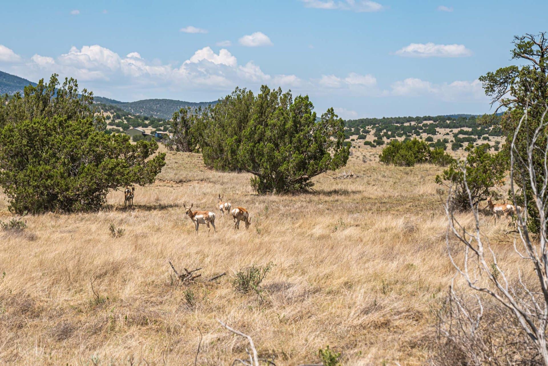 hunting land for sale new mexico berryman ranch