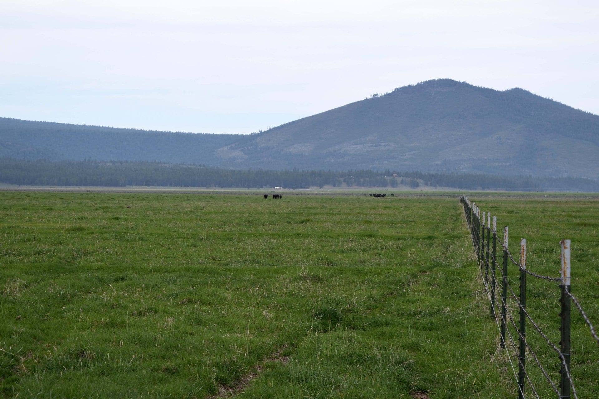 pasture cross fence with cattle oregon four j ranch