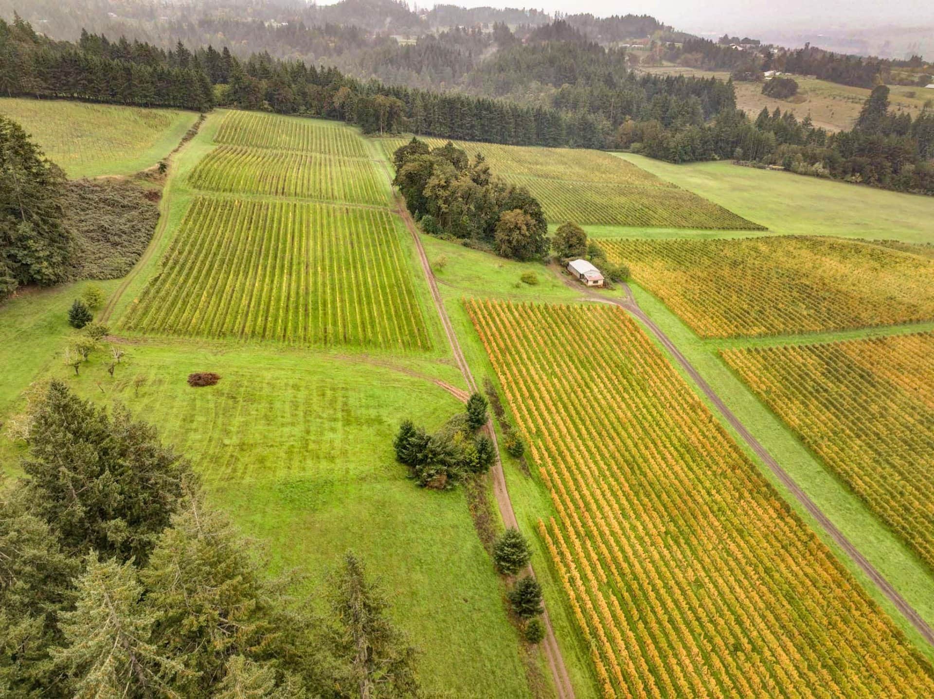 pinot vertical acreage oregon jubilee vineyard